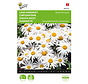 Buzzy® Chrysanthemum, Lage Margriet Silver Princess