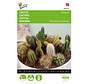 Buzzy® Cactusmengsel Vele soorten