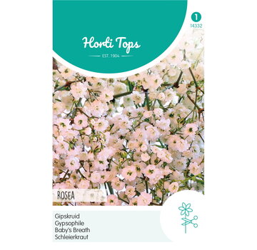 HT HT Gypsophila, Gipskruid Elegans Roze