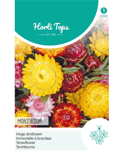 HT HT Helichrysum, Hoge strobloem Monstrosum