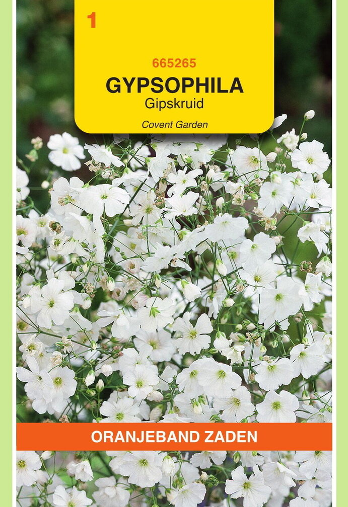 OBZ Gypsophila, Gipskruid Covent Garden