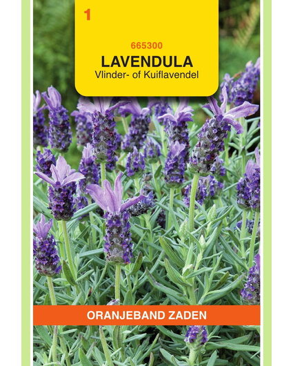 OBZ OBZ Lavendel, Vlinder- of Kuiflavendel