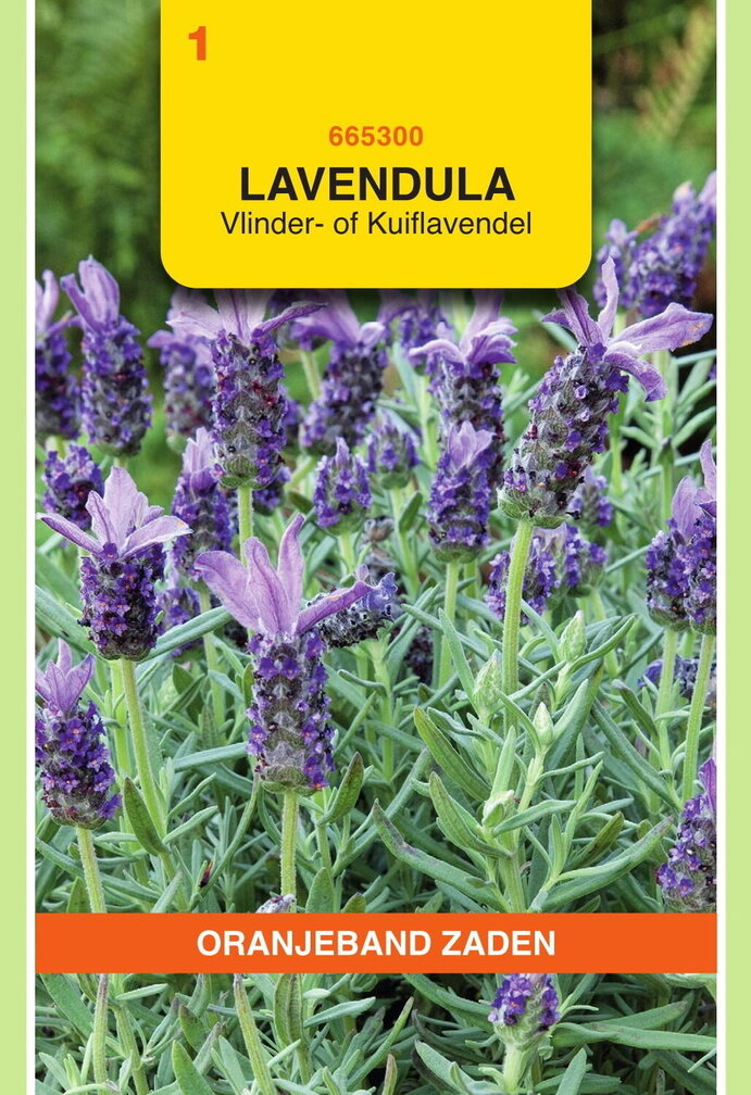OBZ Lavendel, Vlinder- of Kuiflavendel