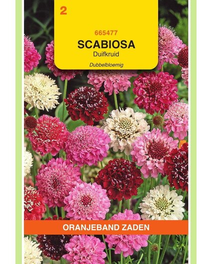 OBZ OBZ Scabiosa, Duifkruid dubbelbloemig