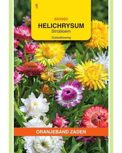 OBZ OBZ Helichrysum, Strobloem dubbelbloemig gemengd
