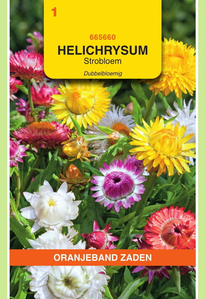OBZ Helichrysum, Strobloem dubbelbloemig gemengd