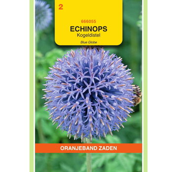 OBZ OBZ Echinops, Kogeldistel Blue Globe