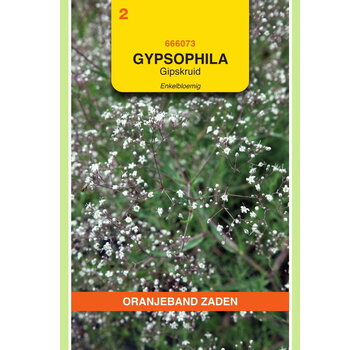 OBZ OBZ Gypsophila, Gipskruid enkelbloemig wit