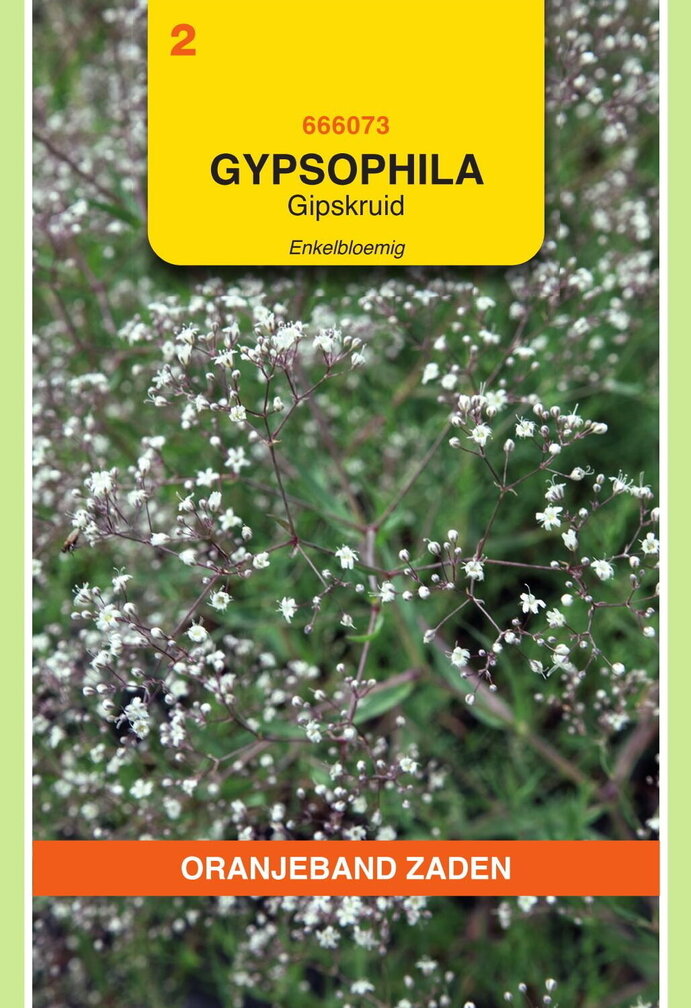 OBZ Gypsophila, Gipskruid enkelbloemig wit