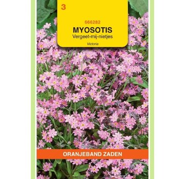 OBZ OBZ Myosotis, 'vergeet-me-nietje' Victoria Rose