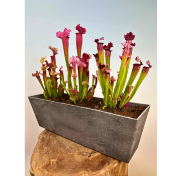 Moerasbalkonbak "Jan" - grijs - Artstone | 55 cm