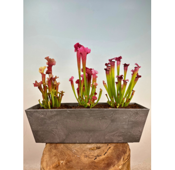 Moerasbalkonbak "Jan" - grijs - Artstone | 55 cm