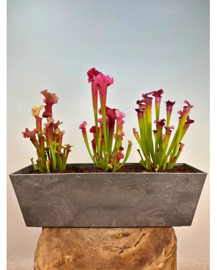 Moerasbalkonbak "Jan" - grijs - Artstone | 55 cm