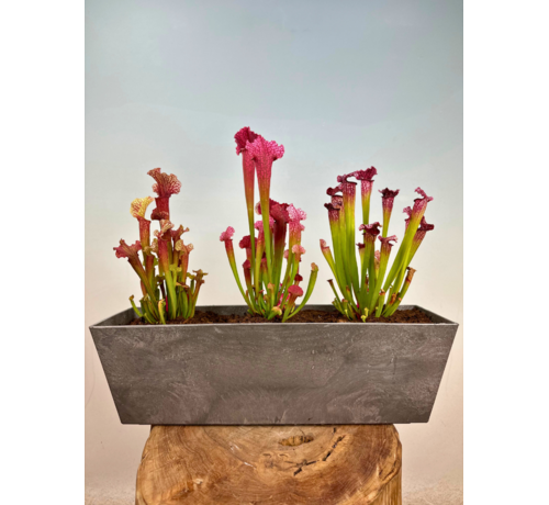 Moerasbalkonbak "Jan" grijs - Artstone | 55 cm