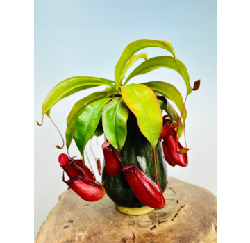 Plantenpot Keesje 'pine green' | ⌀14x23cm
