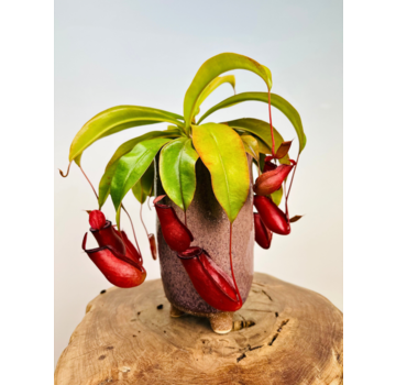 Plantenpot Bo 'old pink' | ⌀14x24cm