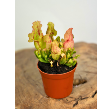 Trompetbekerplant 'Purpurea Venosa' | ø 8,5 cm x ↕ 10 cm