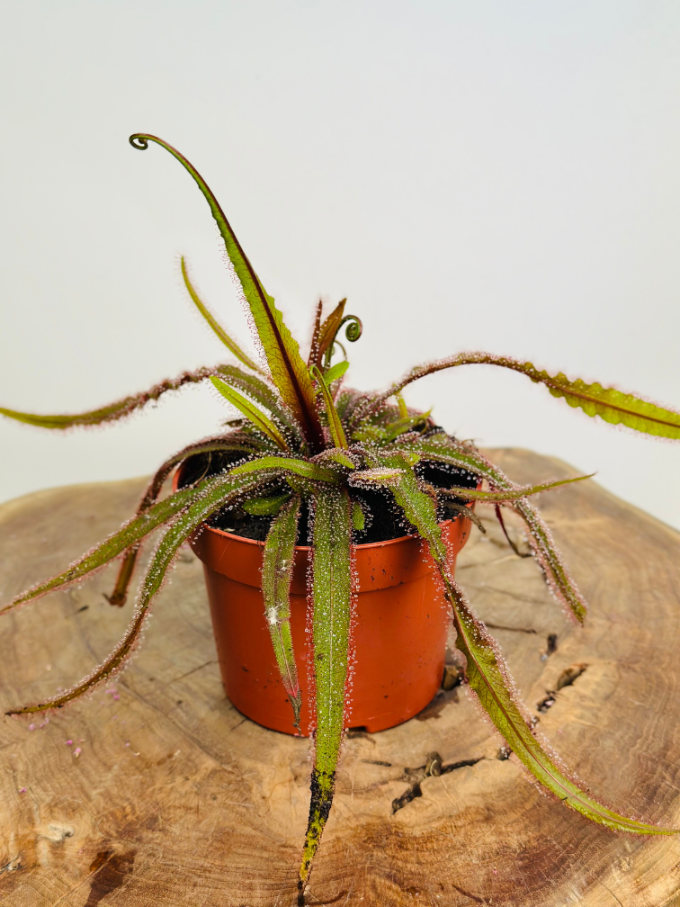 Zonnedauw "Adelae" - groot | ø 12 cm x ↕ 15 cm