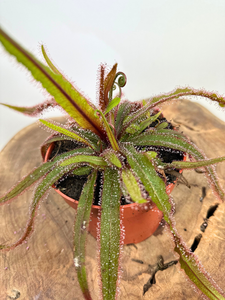Zonnedauw "Adelae" - groot | ø 12 cm x ↕ 15 cm