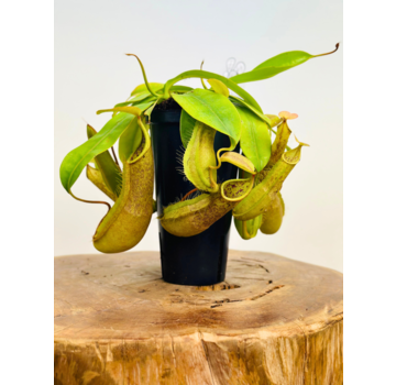 Bekerplant "Hispida"' - groot | ø 12 cm x ↕ 20 cm