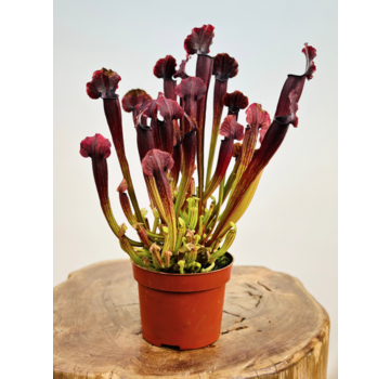 Trompetbekerplant "Thomas" - groot | ø 12 cm x ↕ 20-25 cm