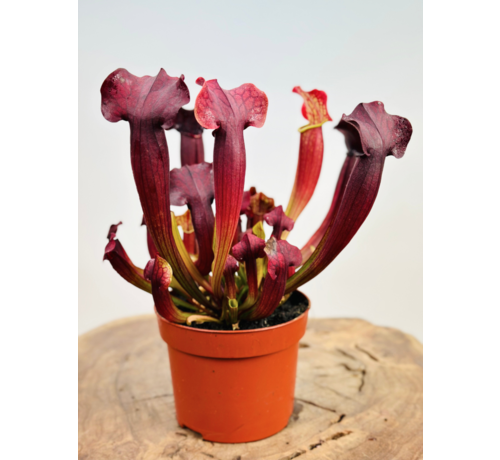 Trompetbekerplant "Tess" - groot | ø 12 cm x ↕ 20-25 cm