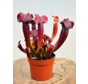 Trompetbekerplant "Tess" - groot | ø 12 cm x ↕ 20-25 cm