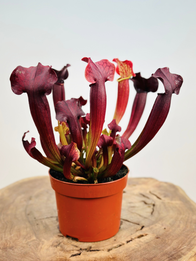Trompetbekerplant "Tess" - groot | ø 12 cm x ↕ 20-25 cm