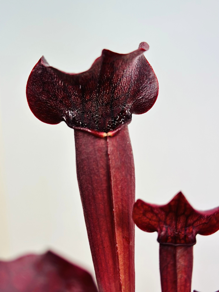 Trompetbekerplant "Tess" - groot | ø 12 cm x ↕ 20-25 cm