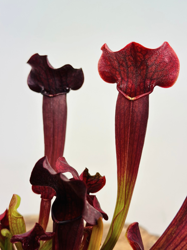 Trompetbekerplant "Tess" - groot | ø 12 cm x ↕ 20-25 cm