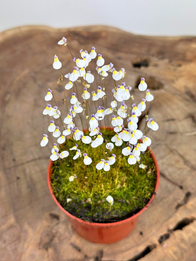 Blaasjeskruid 'Utricularia Parthenopipes' | ø 8,5 x ↕ 10 cm
