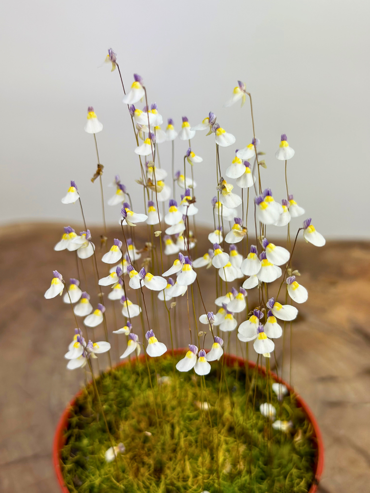 Blaasjeskruid 'Utricularia Parthenopipes' | ø 8,5 x ↕ 10 cm