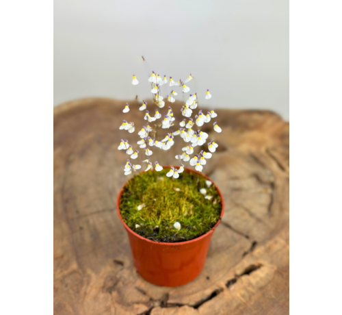 Blaasjeskruid 'Utricularia Parthenopipes' | ø 8,5 x ↕ 10 cm