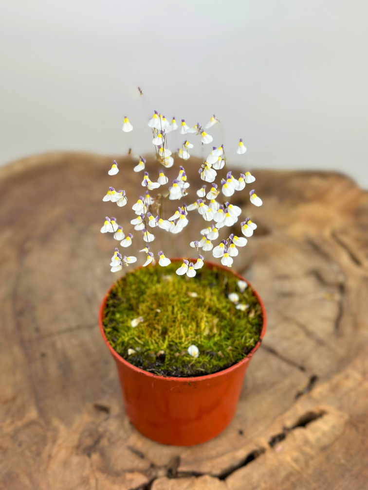 Blaasjeskruid 'Utricularia Parthenopipes' | ø 8,5 x ↕ 10 cm