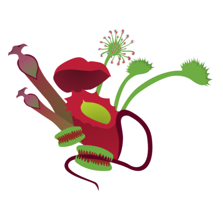 Zonnedauw "Drosera Admirabilis" (20 zaadjes) - "Subtropische Zuid-Afrikaanse zonnedauw"