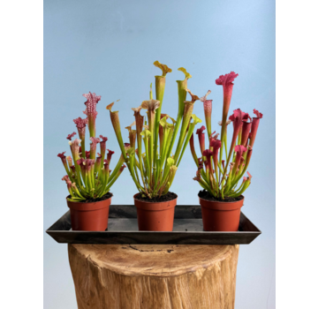 Luxe (melamine) waterschotel | Rechthoek L | 50 cm 
