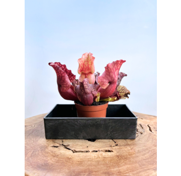Luxe (melamine) waterschotel | Rechthoek S | 20 cm