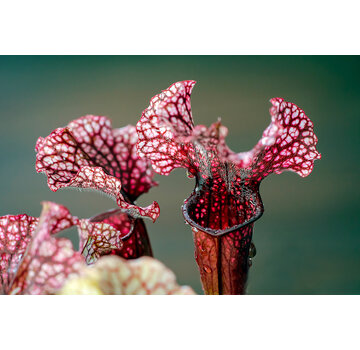 Trompetbekerplant zadenmix "diverse soorten / hybrides" (10 zaadjes)