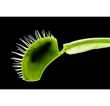 Venusvliegenvanger "Dionaea Muscipula" (10 zaadjes)