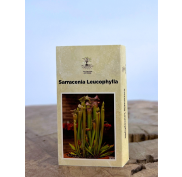 Trompetbekerplant "Sarracenia Leucophylla" (40 zaadjes)