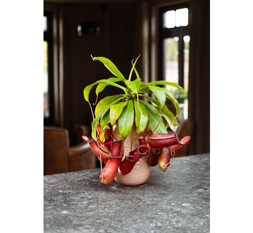 Bekerplant "Bloody Mary" - groot | ø 12 cm x ↕ 15 cm