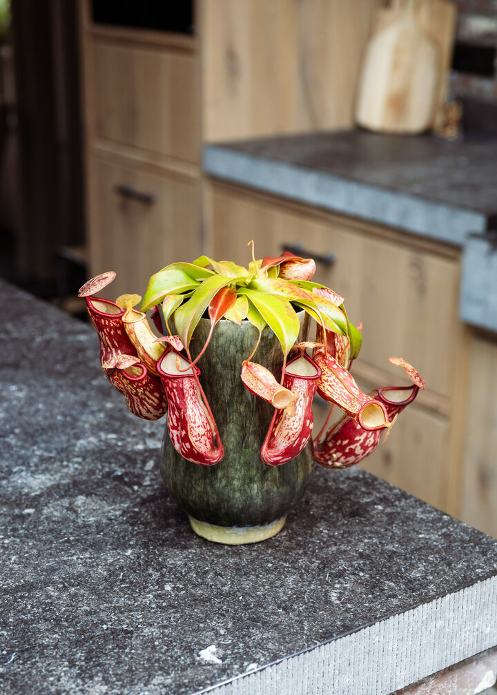 Bekerplant "Gaya" - groot | ø 12 cm x ↕ 15 cm