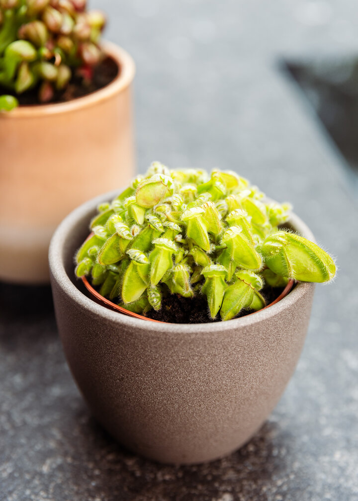 Australische Bekerplant | ø 8,5 cm x ↕ 5 cm