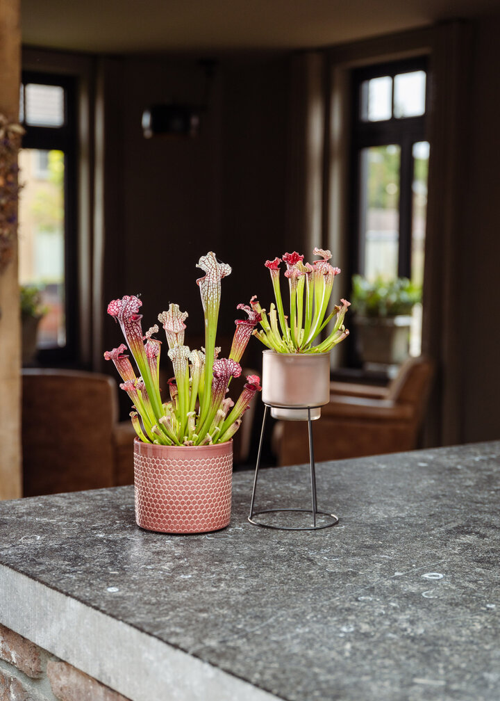 Trompetbekerplant "Leucophylla" - groot | ø 12 cm x ↕ 20-30 cm