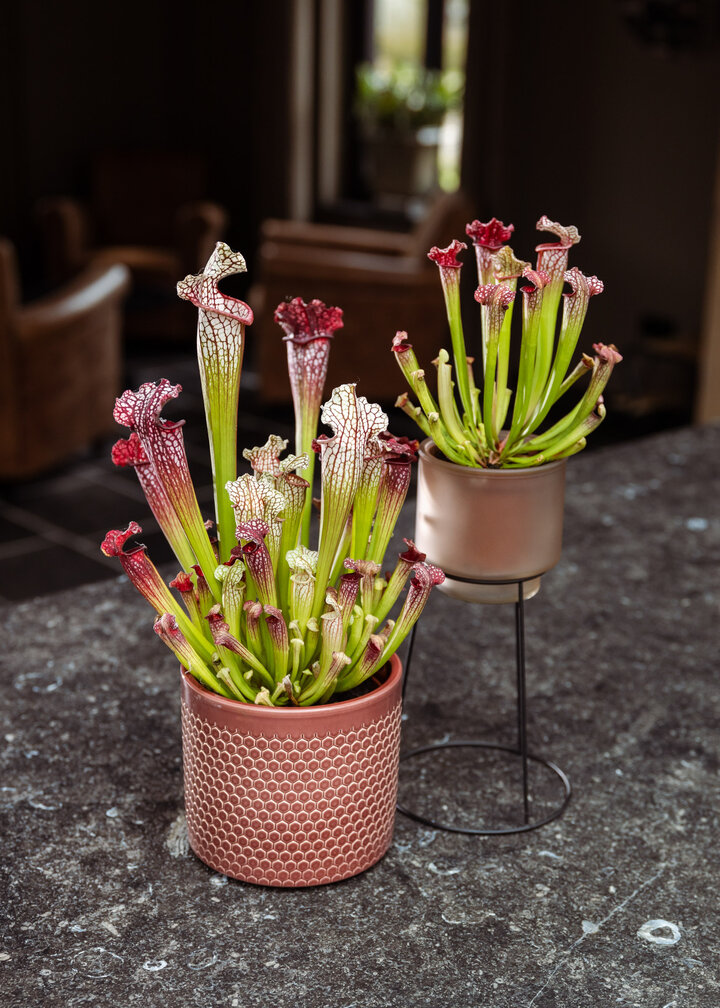 Trompetbekerplant "Leucophylla" - groot | ø 12 cm x ↕ 20-30 cm