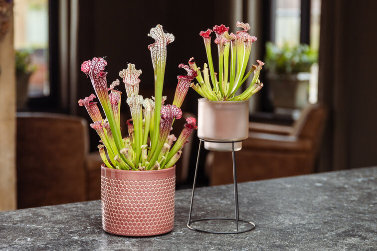 Trompetbekerplant "Leucophylla" - classic | ø 8,5 cm x ↕ 15 cm