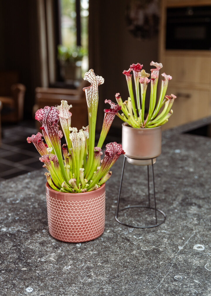 Trompetbekerplant "Leucophylla" - classic | ø 8,5 cm x ↕ 15 cm