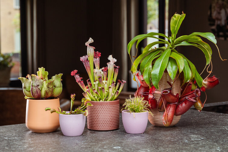 Venus vliegenval - "Fly Trap" | ø 8,5 cm x ↕ 10-15 cm