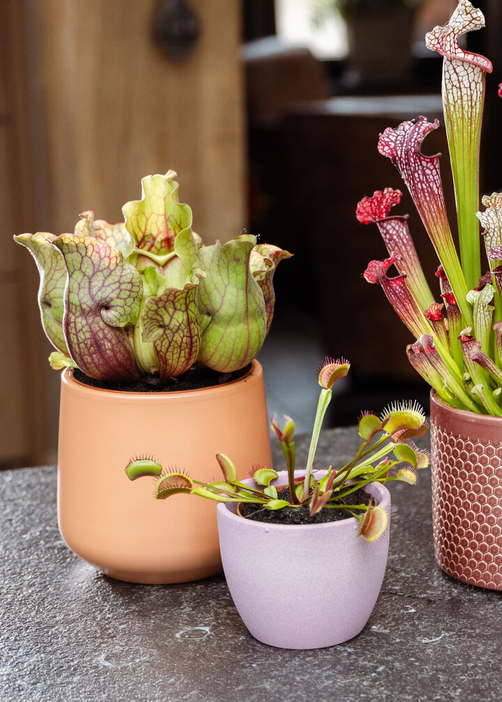 Venus vliegenval - "Fly Trap" | ø 8,5 cm x ↕ 10-15 cm