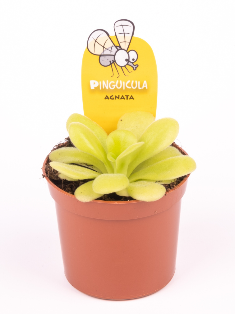 Vetblad "Agnata" | ø 8,5 cm x ↕ 10 cm